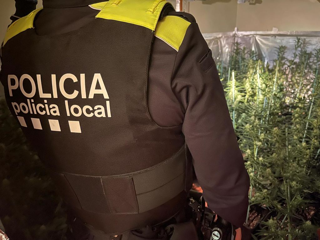 Dues persones detingudes i una plantació de cànnabis desmantellada a Mas Altaba - whatsapp-image-2023-01-24-at-09.59.38.jpeg
